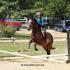 Oak View Stables Show